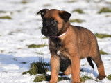 À vendre, 4 femelles Malinois LOF, nées en novembre 2025