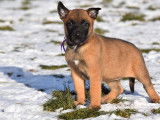 À vendre, 4 femelles Malinois LOF, nées en novembre 2025