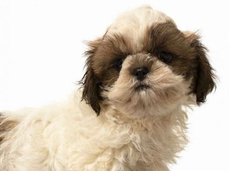 À vendre, 2 mâles Shih Tzu non-LOF, noir et blanc et fauve et blanc, nés en novembre 2025