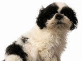 À vendre, 2 mâles Shih Tzu non-LOF, noir et blanc et fauve et blanc, nés en novembre 2025