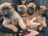 À réserver, 4 chiots Malinois nés en janvier 2026