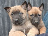 À réserver, 4 chiots Malinois nés en janvier 2026