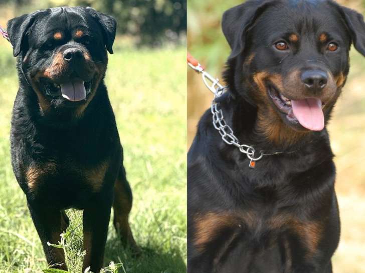 À vendre, 2 chiots Rottweiler LOF nés en février 2025