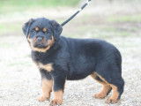 À vendre, 2 chiots Rottweiler LOF nés en février 2025