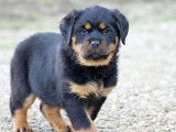 À vendre, 2 chiots Rottweiler LOF nés en février 2025