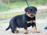 À vendre, 2 chiots Rottweiler LOF nés en février 2025