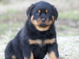 À vendre, 2 chiots Rottweiler LOF nés en février 2025