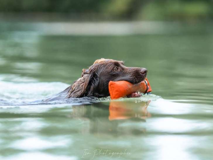 À réserver, 3 mâles Working Cocker Spaniel LOF chocolat