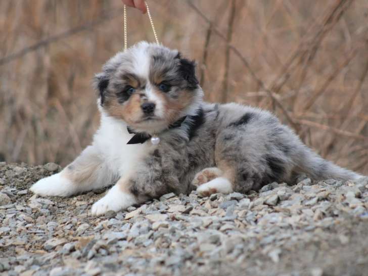 Chiot de race Berger Américain Miniature mâle à vendre