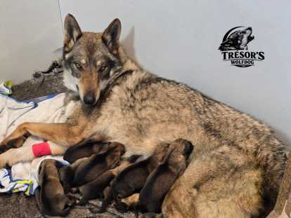 Voulka et ses bébés