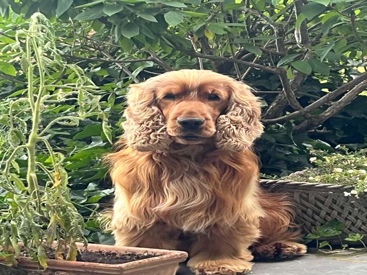 Mâle Cocker Anglais disponible pour saillie