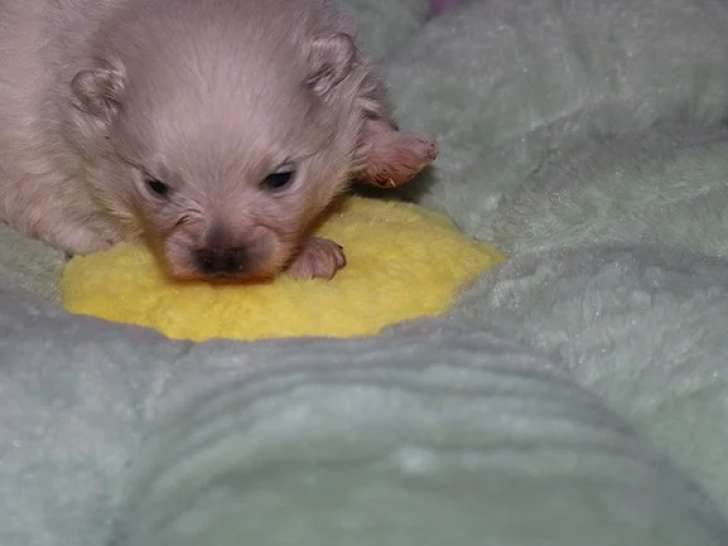 Chiot blanc Spitz Allemand mâle LOF à réserver