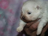 Chiot blanc Spitz Allemand mâle LOF à réserver
