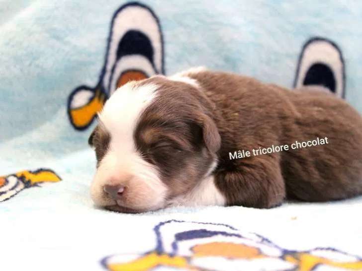 Chiots Berger Australien à réserver