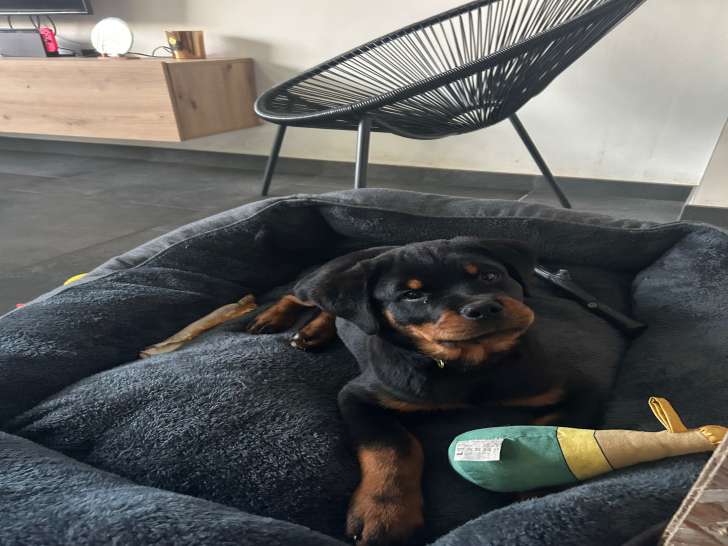 Adorable chiot femelle Rottweiler à vendre