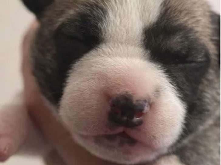 Mâle American Staffordshire Terrier LOF bleu noir à réserver