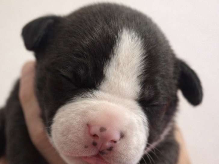 Réservation d’un chiot American Staffordshire Terrier mâle LOF