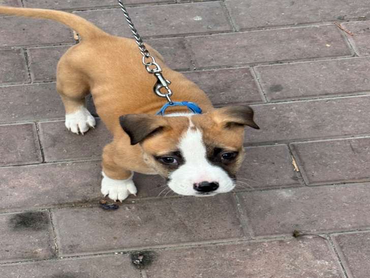 Chiot American Staff à vendre