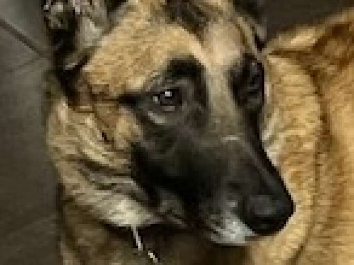 Malinoise de 4 ans à donner