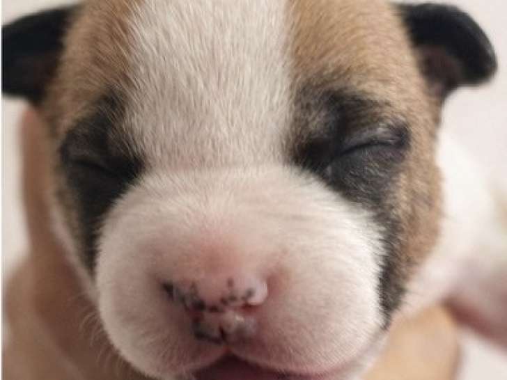 Réservation ouverte - Mâle American Staffordshire Terrier LOF chiot