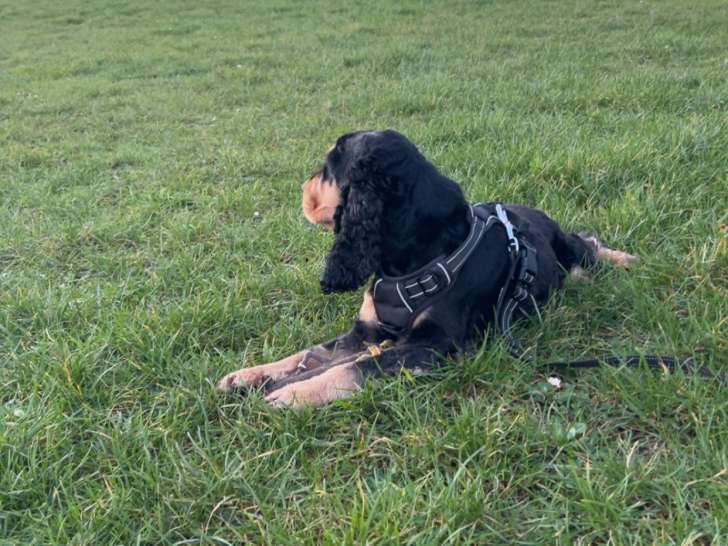 Mâle Cocker Spaniel Anglais disponible pour saillie
