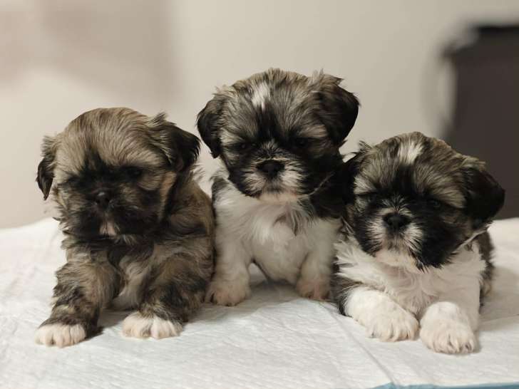 Chiots Shih Tzu à vendre