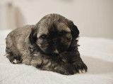 Chiots Shih Tzu à vendre