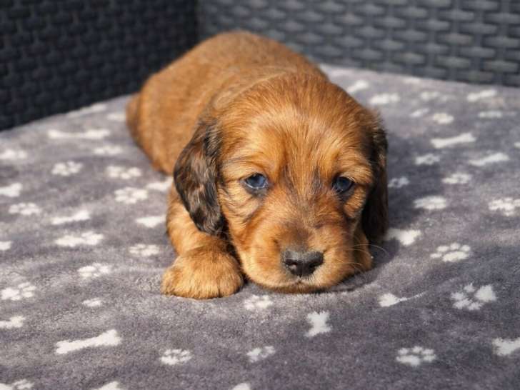 Chiots Teckelt Nain à poil long à vendre