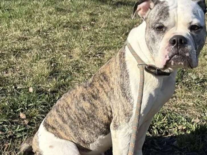 À accueillir : chienne Bouledogue Américain de 10 ans