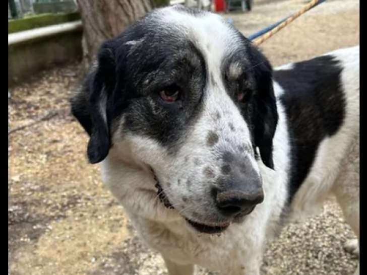 Adoption disponible : chienne Berger d’Asie Centrale blanche et noire