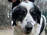 Adoption disponible : chienne Berger d’Asie Centrale blanche et noire