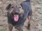 Disponible à l’adoption : chien Jagd Terrier de 9 ans
