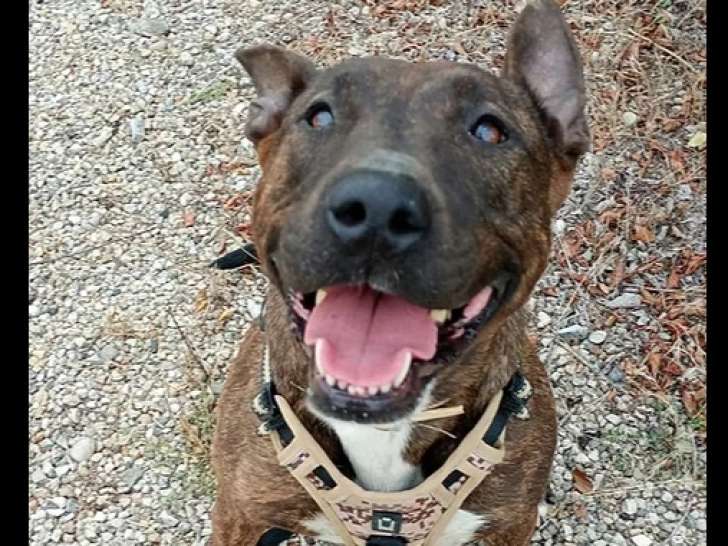 En attente d’un foyer : chienne de 7 ans