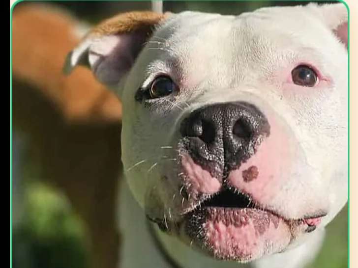 À la recherche d’une famille : chien de 3 ans