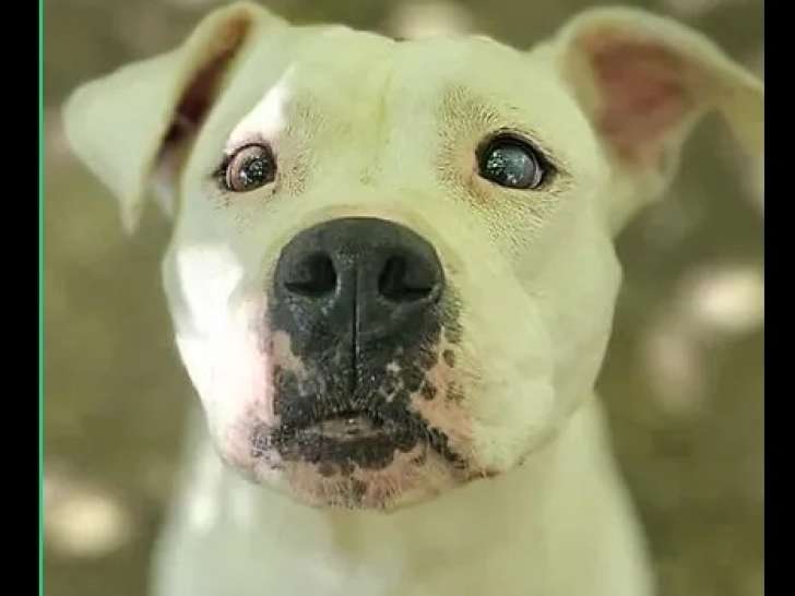 En quête d’un foyer : chienne Dogue de 7 ans