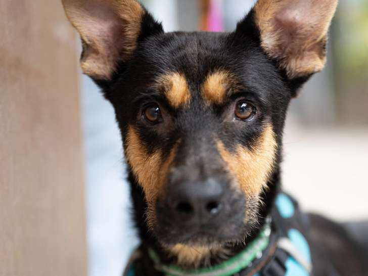 À accueillir : chien Berger de 4 ans au pelage noir et feu