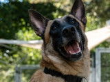 À adopter : chienne Berger Malinois fauve de 2 ans
