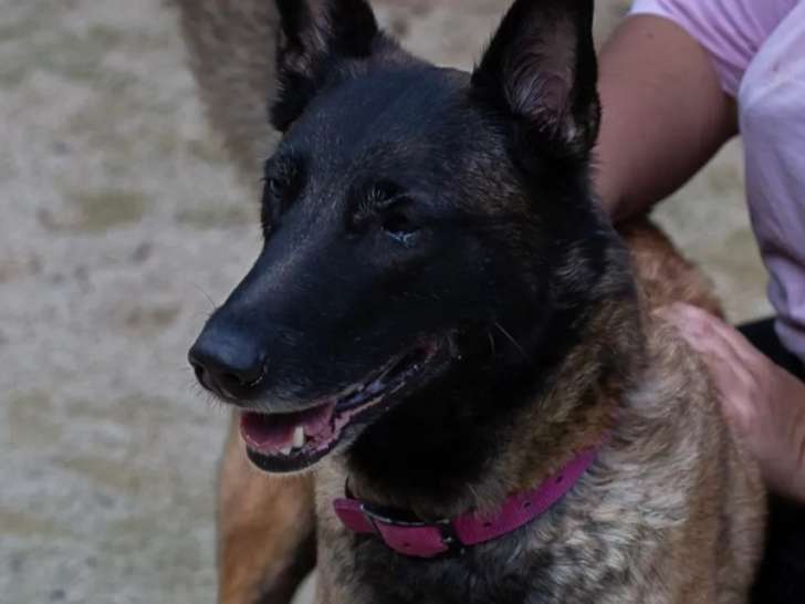 En attente d’un foyer : chienne Berger Malinois de 7 ans