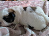 Chiots de race Shih Tzu mâles à vendre