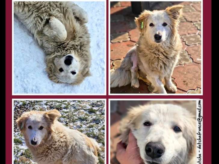 Disponible à l’adoption : jeune chienne de 11 mois