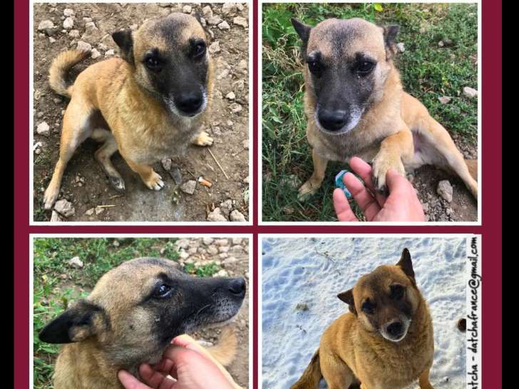 Disponible à l’adoption : chien fauve charbonné de 5 ans