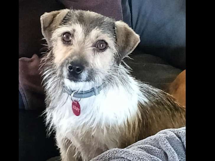 Disponible à l’adoption : chienne tricolore de 2 ans