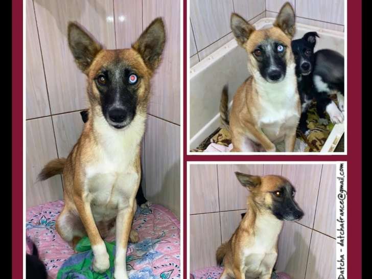 À adopter : chienne tricolore de 2 ans