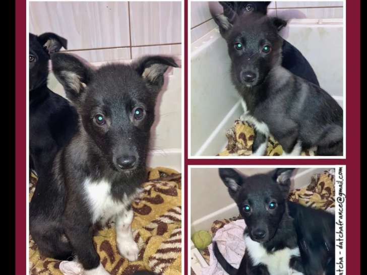 À accueillir : chiot mâle noir avec marque blanche de 5 mois