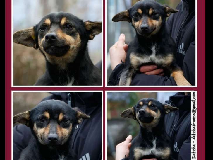 En attente d’un foyer : chienne tricolore d’un an