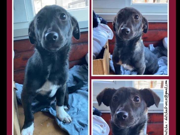 À la recherche d’une famille : chiot mâle de 5 mois