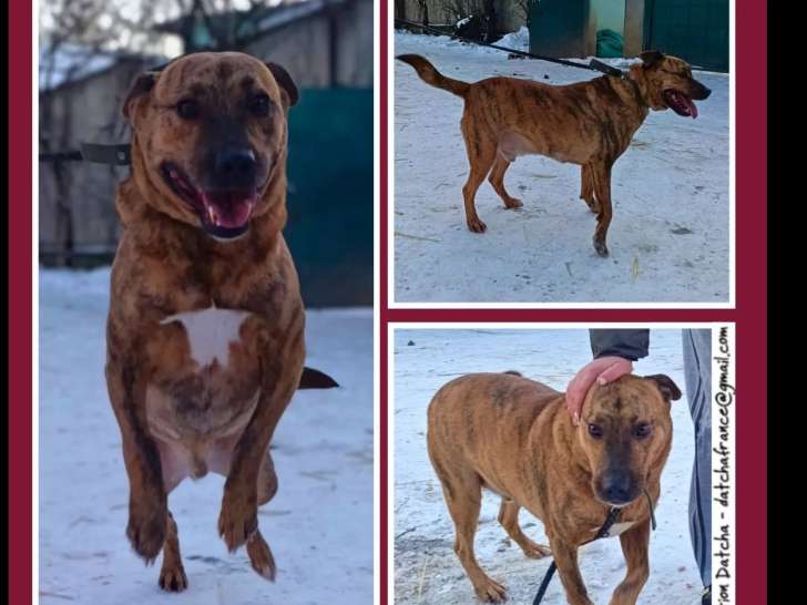 En attente d’un foyer : chien bringé âgé de 4 ans