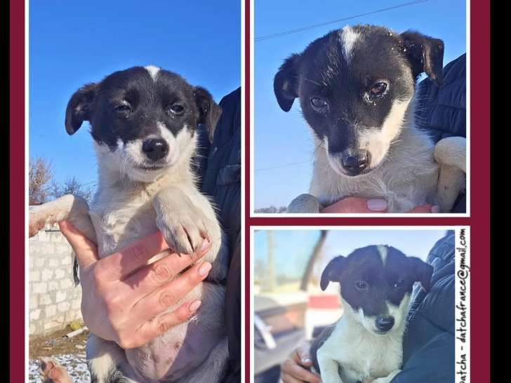 À accueillir : chiot femelle de 5 mois noir et blanc