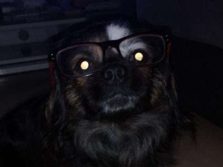 Mâle Épagneul Tibétain disponible pour saillie