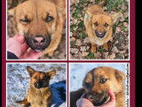 Disponible à l’adoption : chiot femelle de 9 mois au pelage fauve